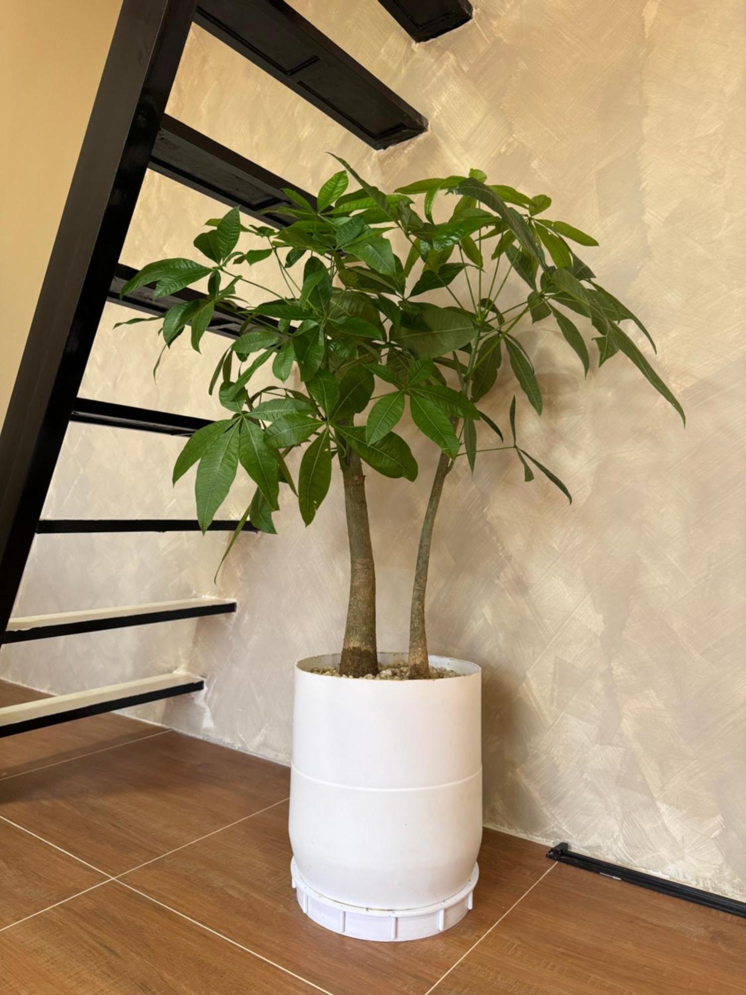 Hardin De Marbella Hotel El Nido Ngoại thất bức ảnh